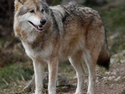 Loup de Sibérie